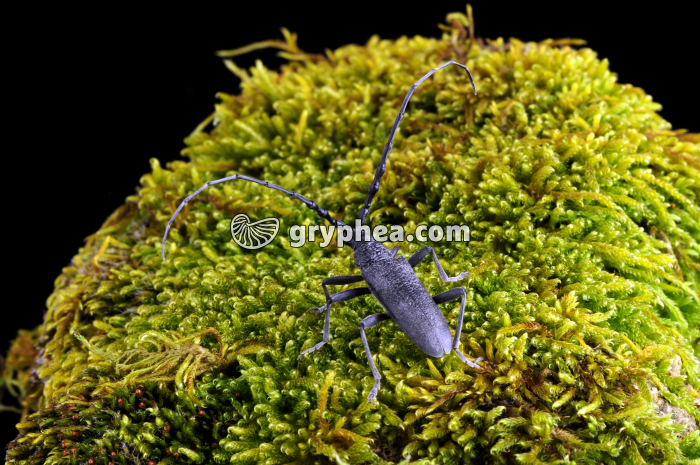 Grand Capricorne (Cerambyx cerdo) - gryphea.com